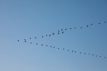 a flock of birds in the blue sky