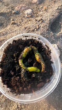 Lugworm bait crawling in container on sand