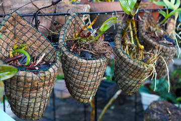 Hanging orchid plants growing in small pots with roots visible, tropical garden cultivation.