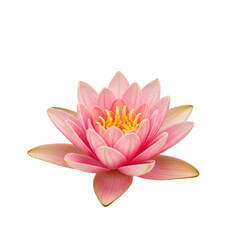A close up shot of a pink lotus flower with yellow center on a transparent background image