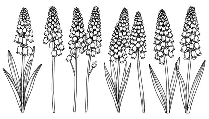 Elegant black and white line art illustration showcasing a collection of various spring flowers with detailed botanical features.