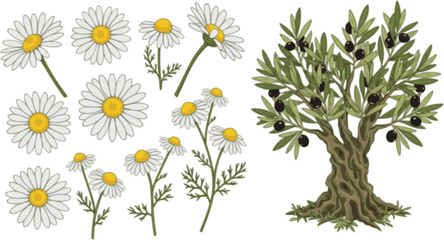 set of Daisy in a vector style isolated. Full name of the plant: daisy, chamomile. Vector olive tree for background, texture, wrapper pattern, frame or border