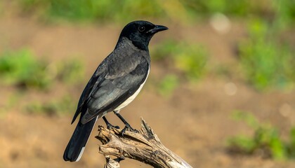 Fototapeta premium Black and White Bird Perched on Weathered Branch