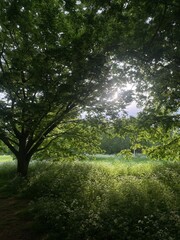 Morning stroll and ended up with seeing greenery at Regents Park