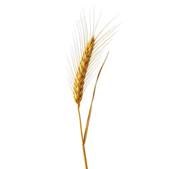 A single stalk of golden wheat with delicate tendrils isolated on a transparent background