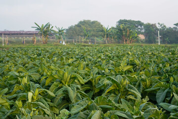 Close up of fresh green tobacco plants growing in farmland.