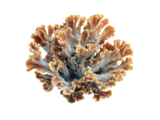 Intricate branching coral with textured lobes and delicate structures marine ocean, Isolated, Png Transparent Background