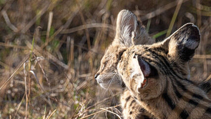 Faszinierende Landschaften und Tierwelten der Masai Mara, Kenia