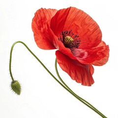 red poppy flower