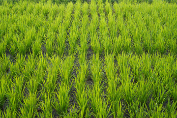 Lush green rice plants growing in paddy field during agricultural season.