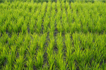 Lush green rice plants growing in paddy field during agricultural season.