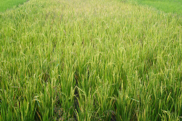 Lush green rice plants growing in paddy field during agricultural season.