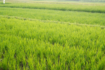 Lush green rice plants growing in paddy field during agricultural season.