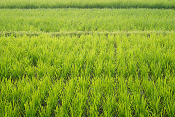 Lush green rice plants growing in paddy field during agricultural season.