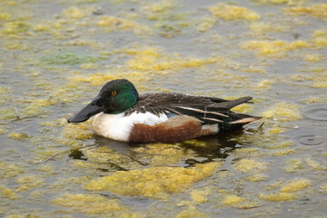 Canard souchet, male,Anas clypeata, No