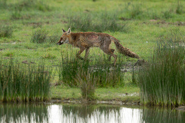 Renard roux; vulpes vulpes, Reserve ornithologique du Teich, Bassin d'Arcachon, 33, Gironde, France