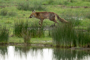 Renard roux; vulpes vulpes, Reserve ornithologique du Teich, Bassin d'Arcachon, 33, Gironde, France