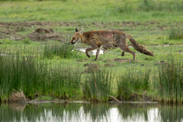 Renard roux; vulpes vulpes, Reserve ornithologique du Teich, Bassin d'Arcachon, 33, Gironde, France