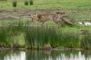 Renard roux; vulpes vulpes, Reserve ornithologique du Teich, Bassin d'Arcachon, 33, Gironde, France
