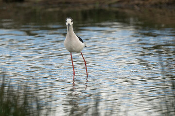 Echasse blanche,  Himantopus himantopus, Black winged Stilt