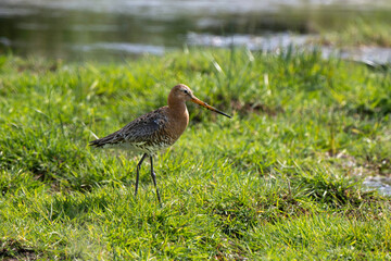 Barge à queue noire,
Limosa limosa, Black tailed Godwit