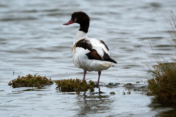 Tadorne de Belon, jeune, Tadorna tadorna, Common Shelduck