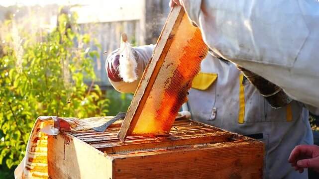 A beekeeper in protective clothing inspects frames with honeycombs, using a smoker and a brush to calm the bees. Video for agriculture, beekeeping, honey production, organic products
