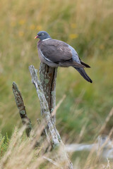 Pigeon ramier, Common Wood Pigeon, columba palumbus