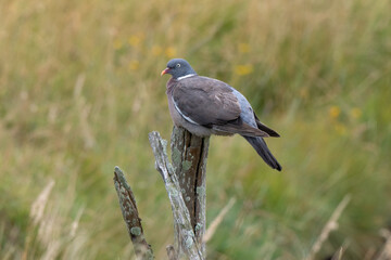 Obraz premium Pigeon ramier, Common Wood Pigeon, columba palumbus