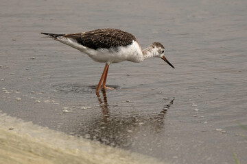 Echasse blanche, jeune, Himantopus himantopus, Black winged Stilt