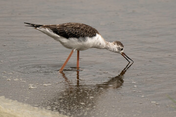 Echasse blanche, jeune, Himantopus himantopus, Black winged Stilt