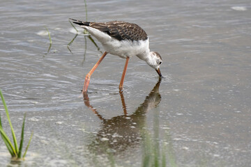 Echasse blanche, jeune, Himantopus himantopus, Black winged Stilt