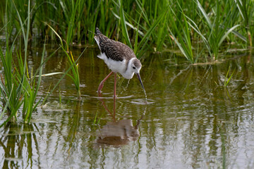 Echasse blanche, jeune, Himantopus himantopus, Black winged Stilt