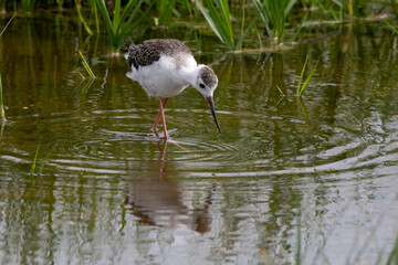 Echasse blanche, jeune, Himantopus himantopus, Black winged Stilt