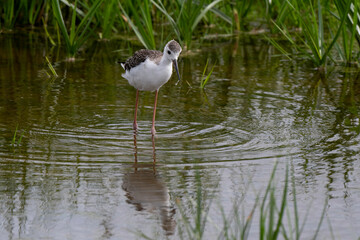 Echasse blanche, jeune, Himantopus himantopus, Black winged Stilt