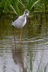 Echasse blanche, jeune, Himantopus himantopus, Black winged Stilt