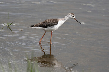 Echasse blanche, jeune, Himantopus himantopus, Black winged Stilt