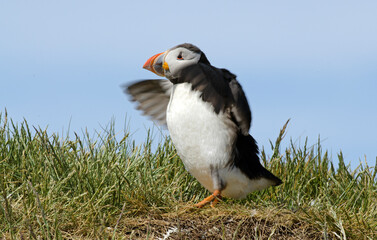 Macareux moine,Fratercula arctica, Atlantic Puffin,