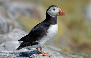 Macareux moine,Fratercula arctica, Atlantic Puffin,