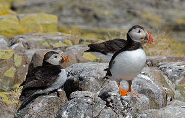 Macareux moine,Fratercula arctica, Atlantic Puffin,