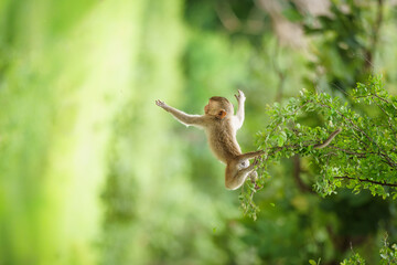 Single Monkey or Macaca jumping in a flying position. It leaping floats in the air with shock, its belief I can fly and falls from a tree according to Earth's gravity, acrobatic show and dangerous.