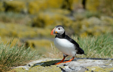 Macareux moine,Fratercula arctica, Atlantic Puffin,