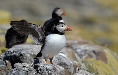 Macareux moine,Fratercula arctica, Atlantic Puffin,