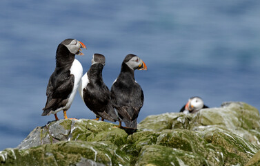 Macareux moine,Fratercula arctica, Atlantic Puffin,