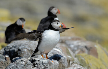 Macareux moine,Fratercula arctica, Atlantic Puffin,