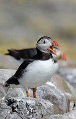 Macareux moine,Fratercula arctica, Atlantic Puffin,