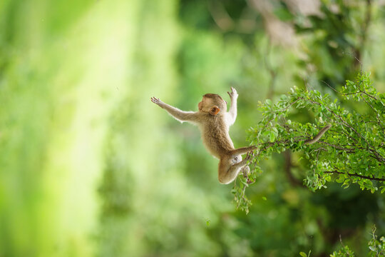 Single Monkey or Macaca jumping in a flying position. It leaping floats in the air with shock, its belief I can fly and falls from a tree according to Earth's gravity, acrobatic show and dangerous.