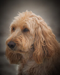Portrait of a Labradoodle Dog