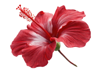Close-up of a vibrant red hibiscus flower, with hints of white.  Detailed petals,  a central stamen, and a stem are visible against a black background