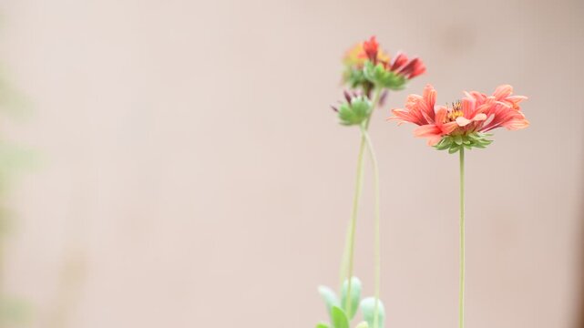Slow-motion shot of the blanket flower swaying in a garden breeze, emphasizing its bold red-yellow petals, lush green foliage, and attracting butterflies, capturing summer&rsquo;s lively essence